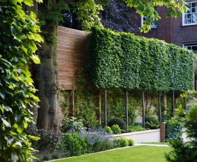 Особливості вертикального озеленення