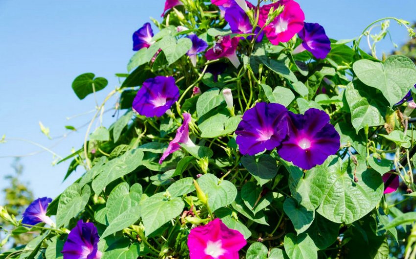 Ліана-іпомея