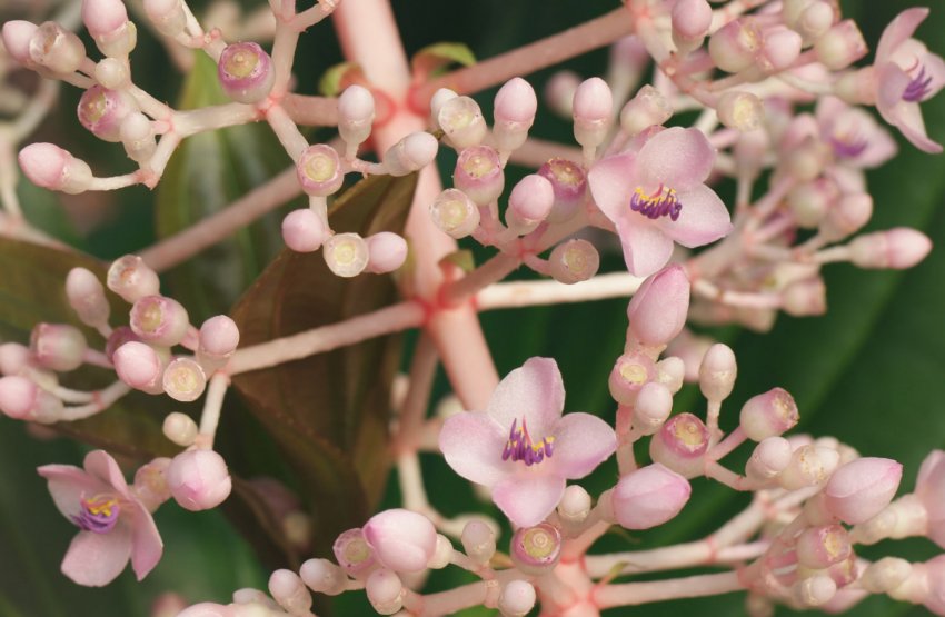 Мединилла яваника Мединилла яваника