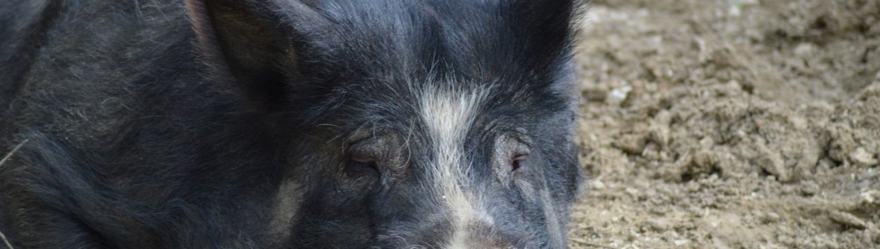 Росія вирощує все більше свиней, передбачаючи попит з боку Китаю