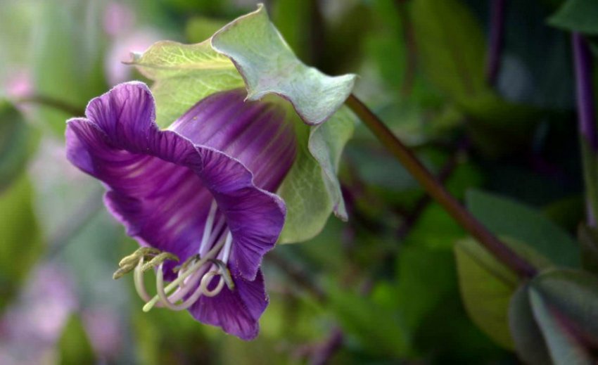 Ліана-кобея