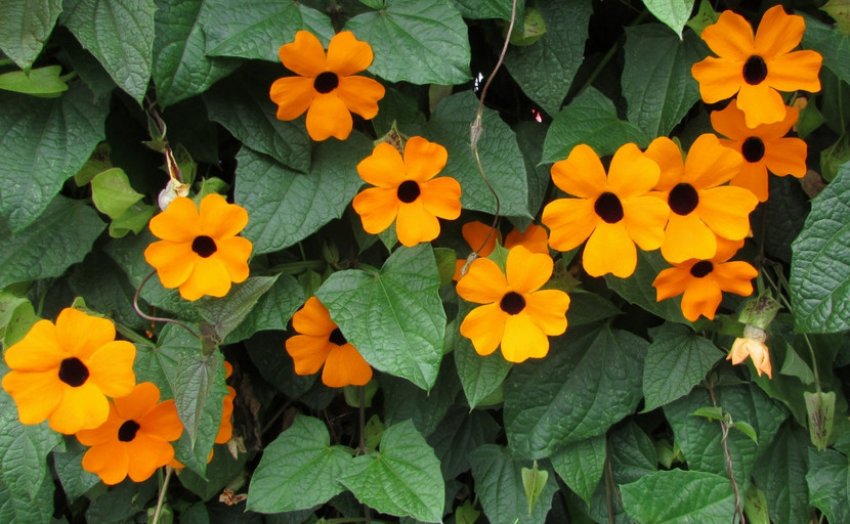 Ліана-тунбергія