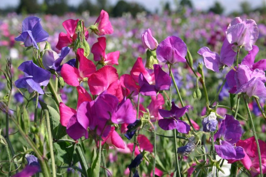 Душистий горошок