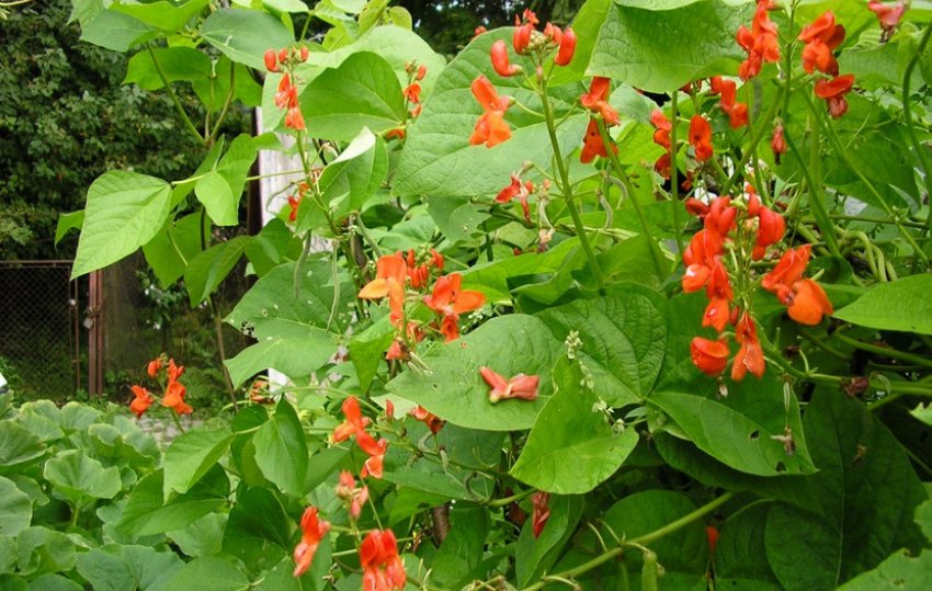 Декоративна квасоля