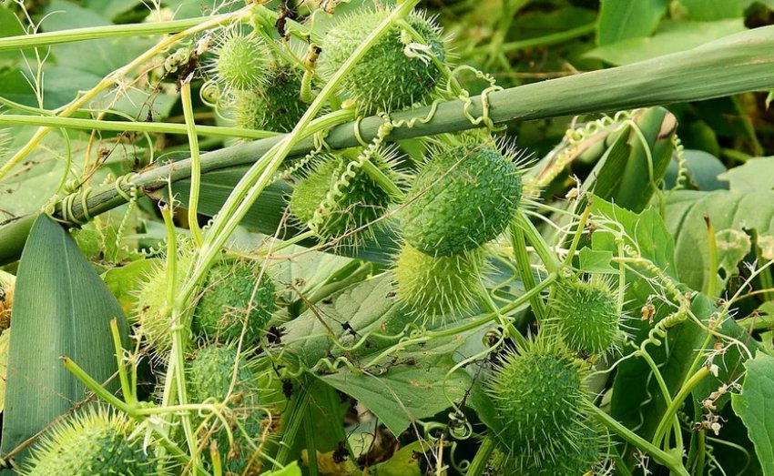 Дикий огірок