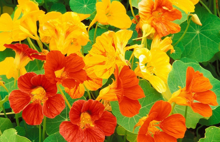 Рослина-настурція