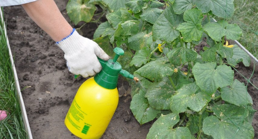 Підживлення огірків Підживлення огірків
