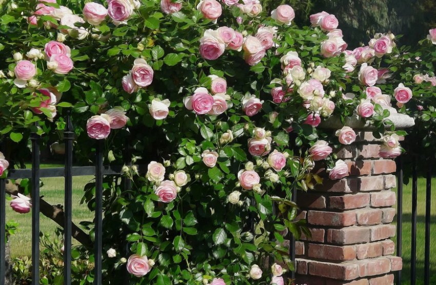 Плетисті троянди