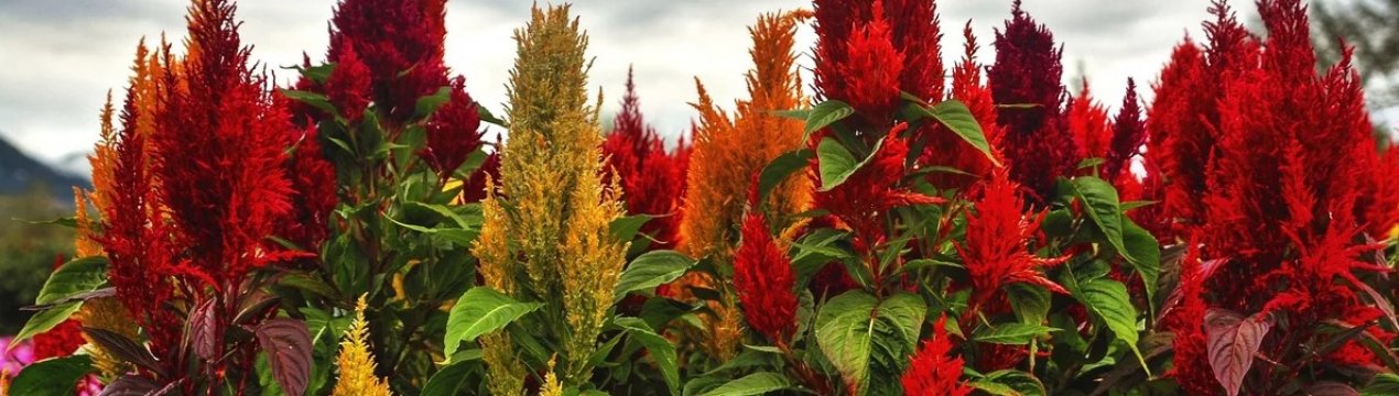 Медовий амарант почали випускати в Херсонській області