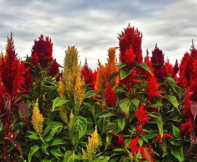 Медовий амарант почали випускати в Херсонській області