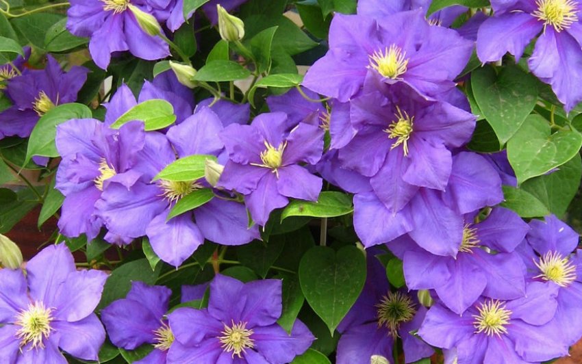 Рослина-клематис