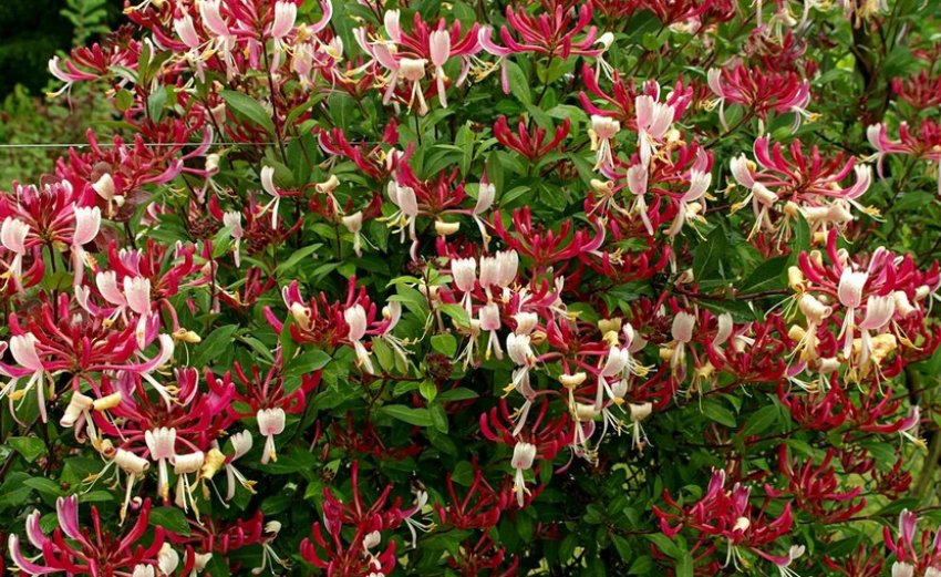 Декоративна жимолість