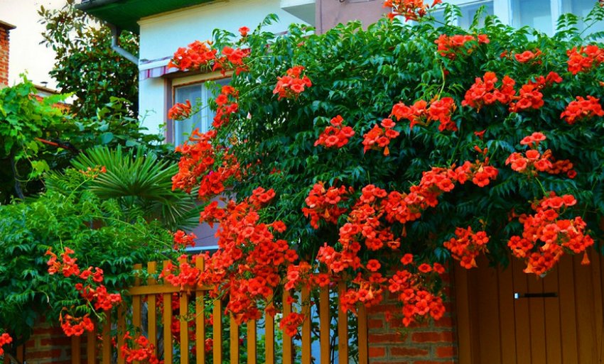 Рослина-кампсіс