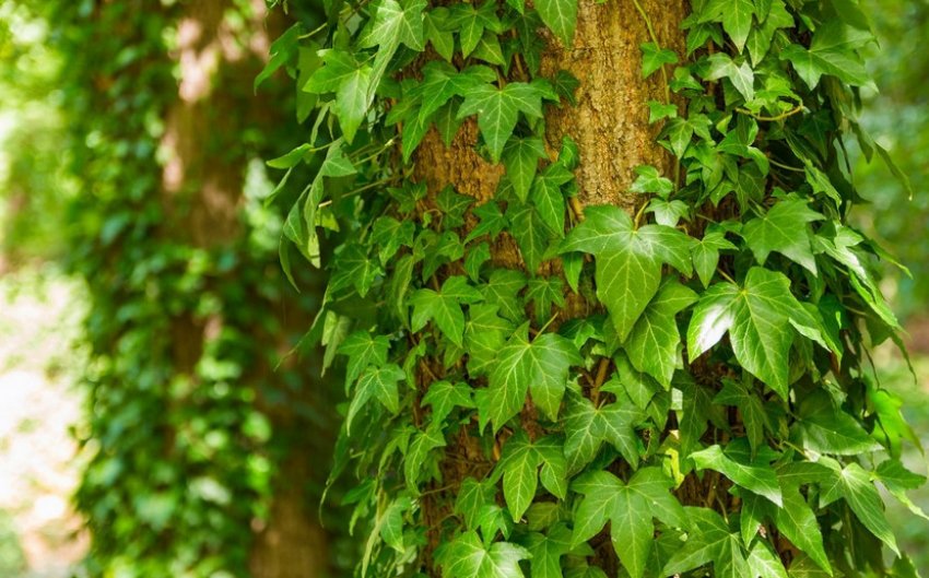 Рослина-плющ