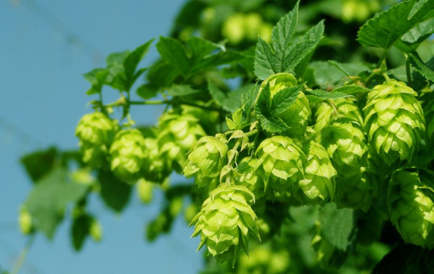 Рослина-хміль