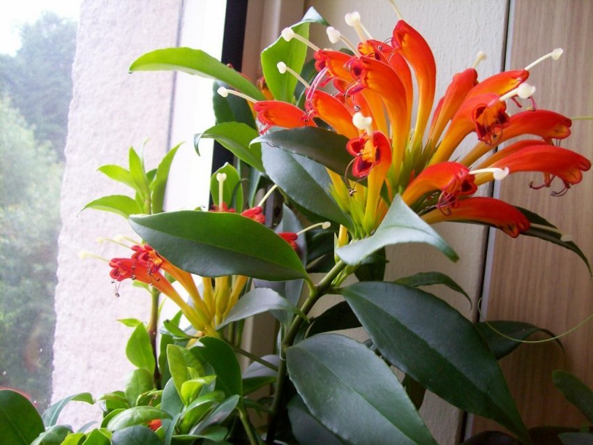 Обрізка колумнеи Обрізка колумнеи