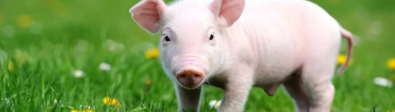 Американсько-китайська служба продовжує переможну похід по Азії