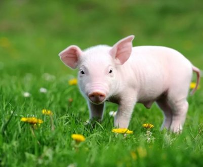 Американсько-китайська служба продовжує переможну похід по Азії