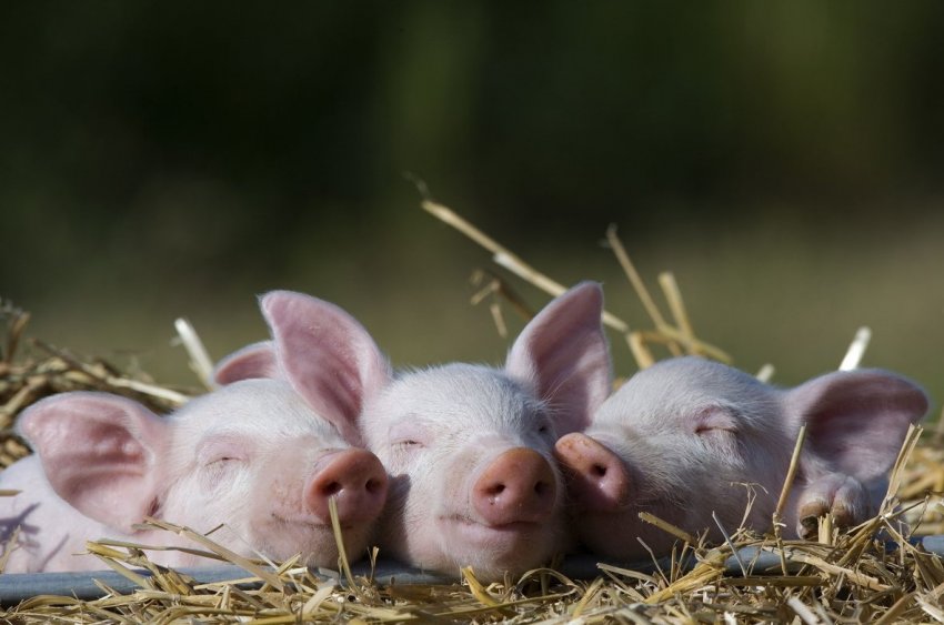 АЧС продовжує переможний шлях по Азії АЧС продовжує переможний шлях по Азії