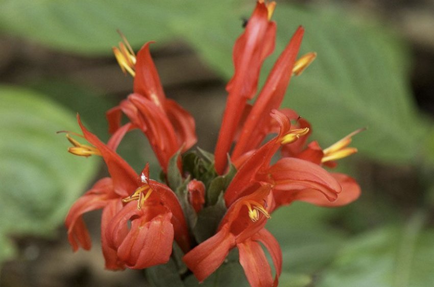 Пахистахис Червоний