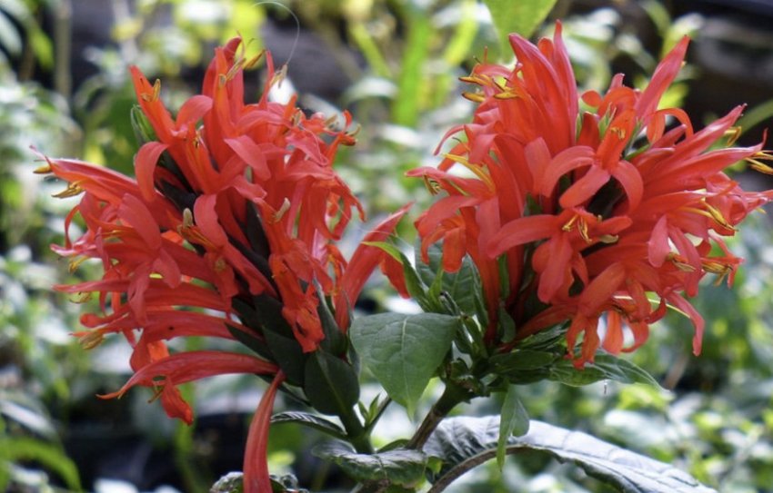 Пахистахис колосковый