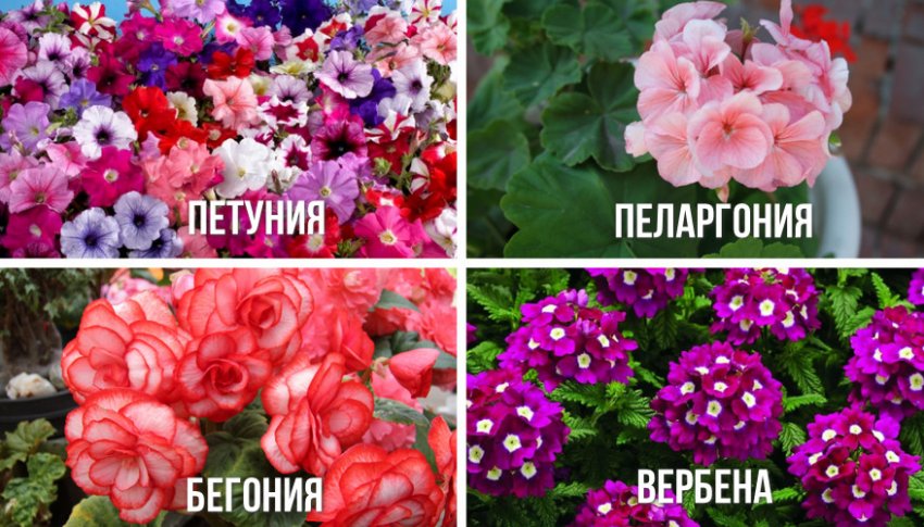 Квіти для озеленення вертикальних клумб