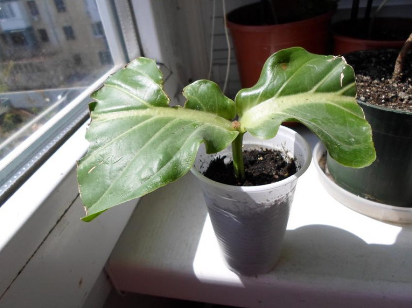 Розмноження живцями Розмноження живцями