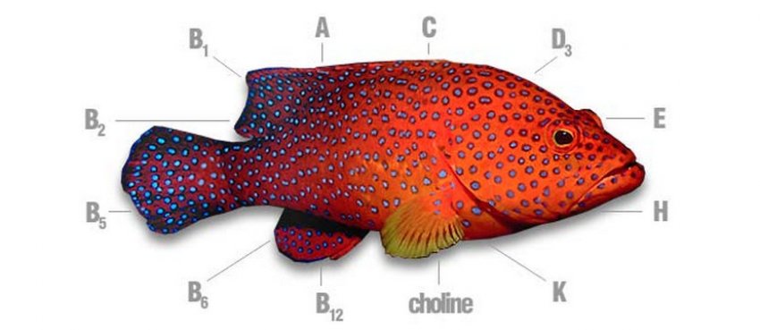 Вітаміни в рибі