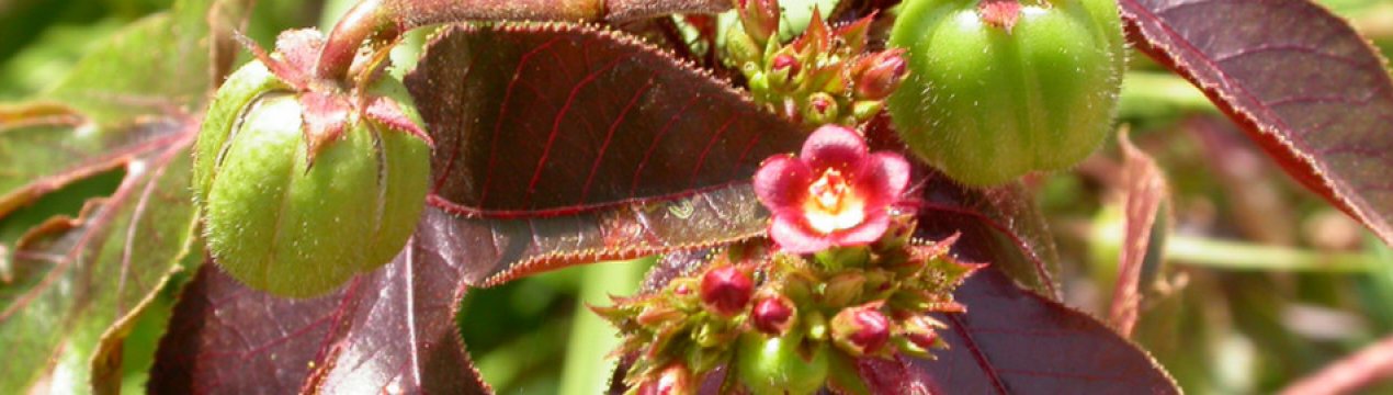 Ятрофа: догляд в домашніх умовах