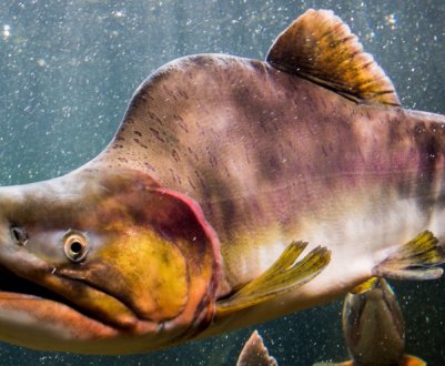 Користь і шкода горбуші, її склад і калорійність