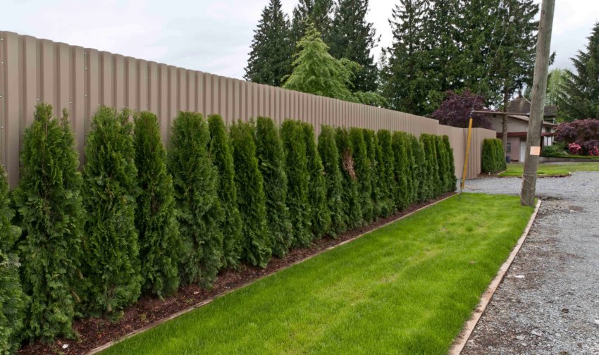 Рослини поруч з парканом