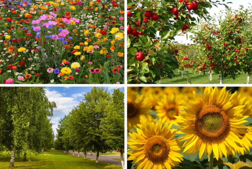 Рослини в стилі кантрі Рослини в стилі кантрі