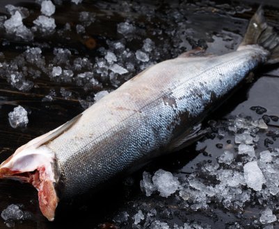 Особливості розморожування горбуші