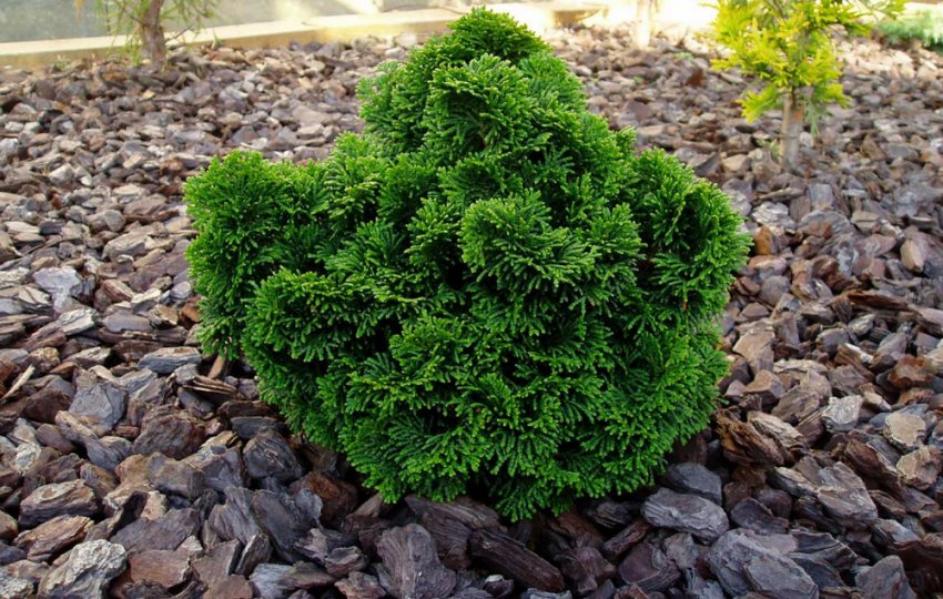 Кипарисовик