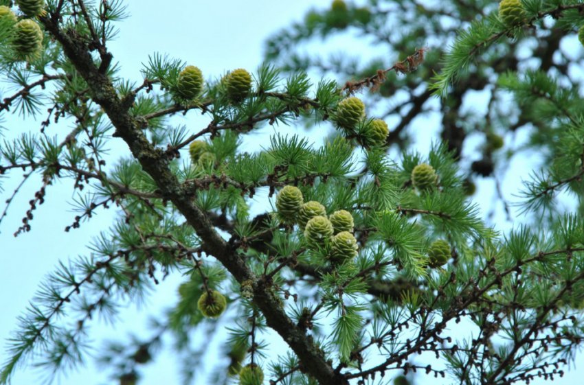 Лиственниця