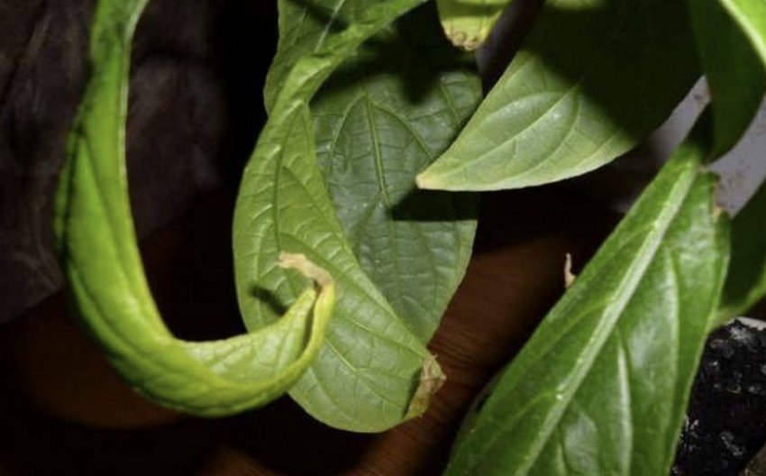 Хвороби пахистахиса