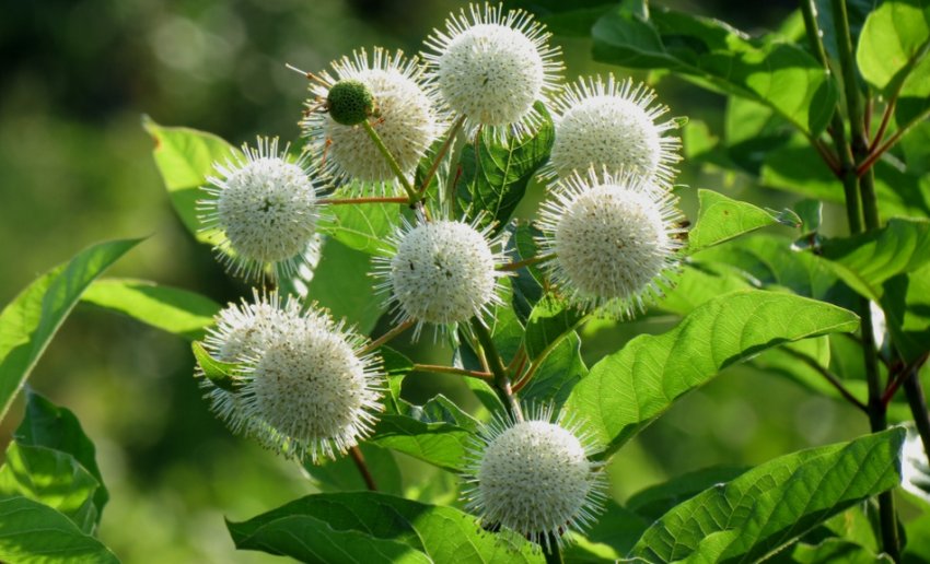 Цвітоголовник