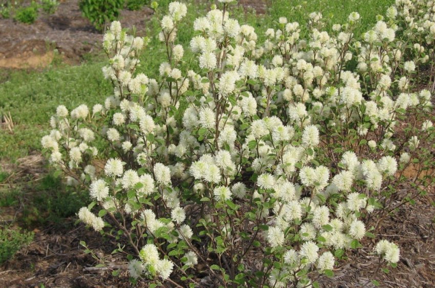 Фортегілла велика