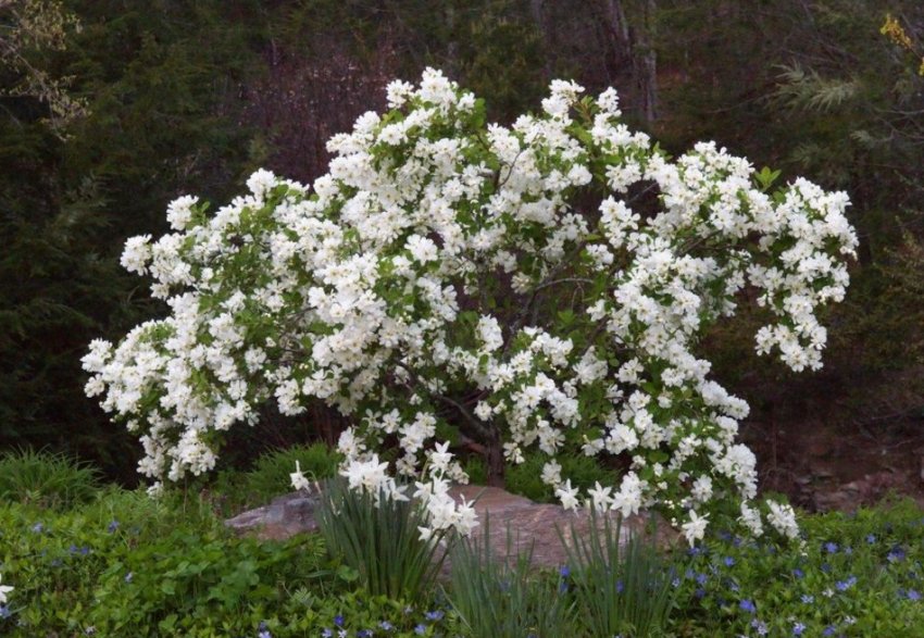 Екзохорда крупноцвіткова