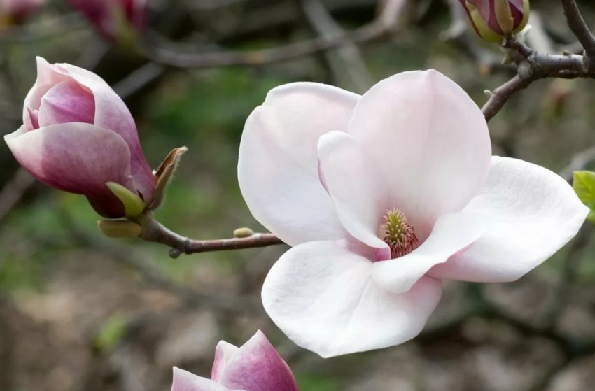 Магнолія