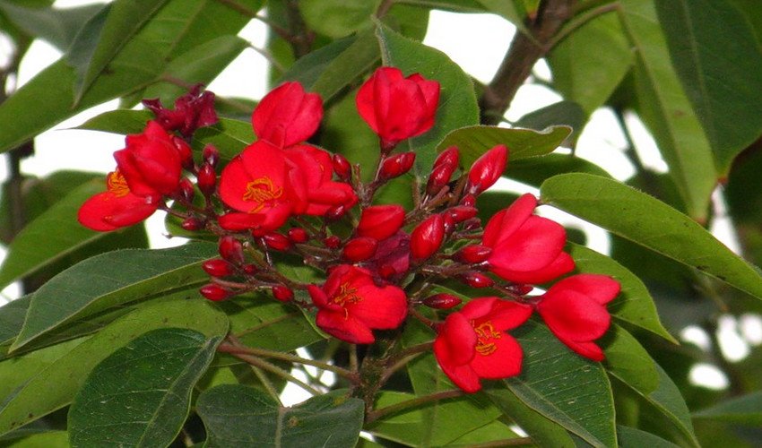 Ятрофа Ятрофа