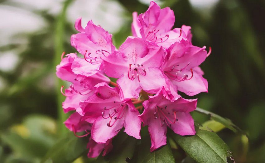 рододендрон