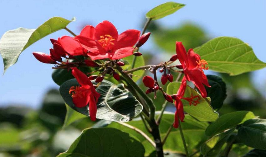 Ятрофа Ятрофа