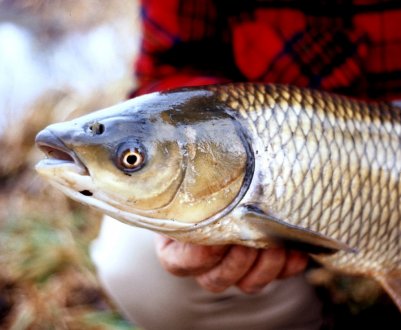 Особливості лову білого амура влітку