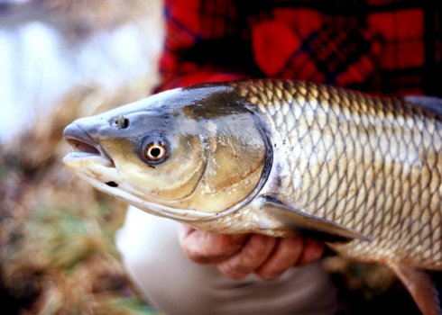 Особенности ловли белого амура летом