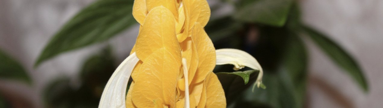 Як доглядати за пахистахисом в домашніх умовах