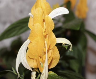 Як доглядати за пахистахисом в домашніх умовах