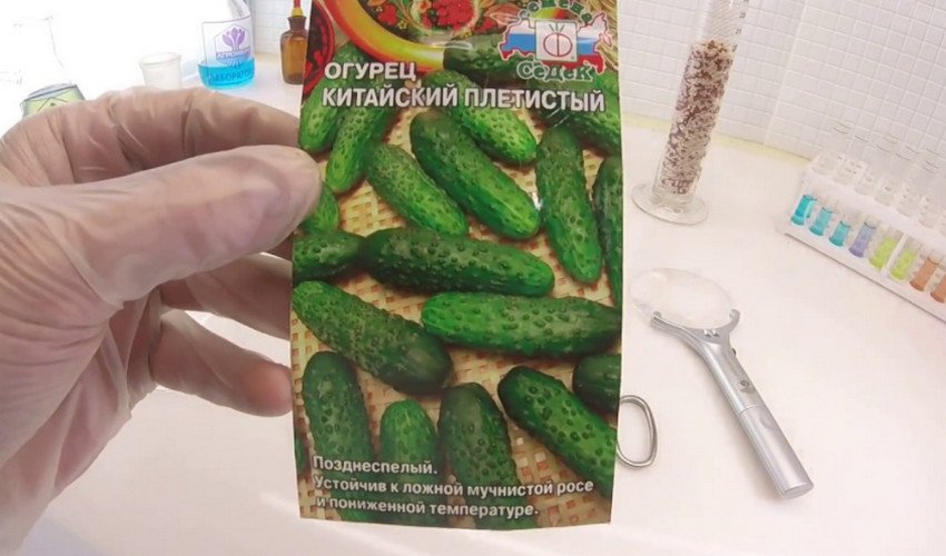 сорта китайских огурцов для теплицы самоопыляемые. Смотреть фото сорта китайских огурцов для теплицы самоопыляемые. Смотреть картинку сорта китайских огурцов для теплицы самоопыляемые. Картинка про сорта китайских огурцов для теплицы самоопыляемые. Фото сорта китайских огурцов для теплицы самоопыляемые