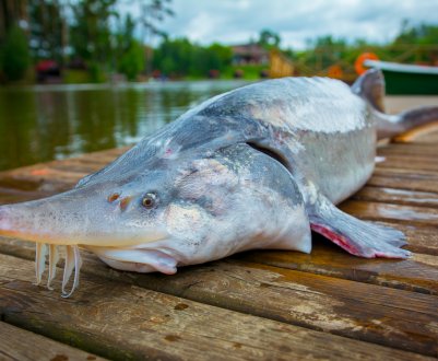 Ловля риби білуги: на що вона клює