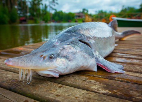 Ловля риби білуги: на що вона клює